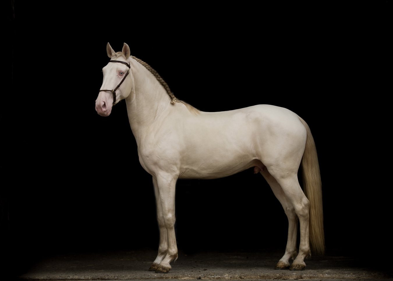 Love For The Iberian Horse Equilife World love-for-the-iberian-horse-equilife-world
